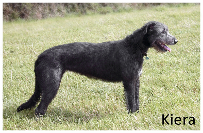 nightwing irish wolfhounds